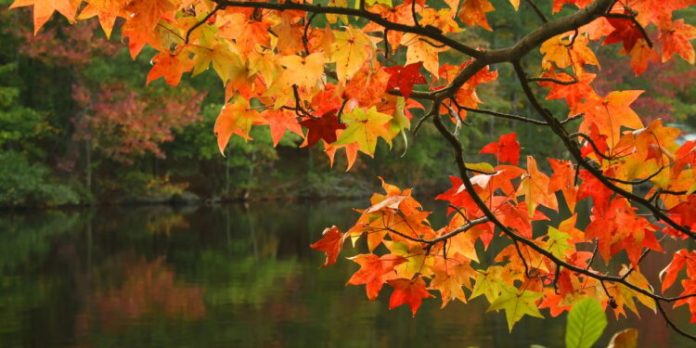 outono_1742218157869-750x375