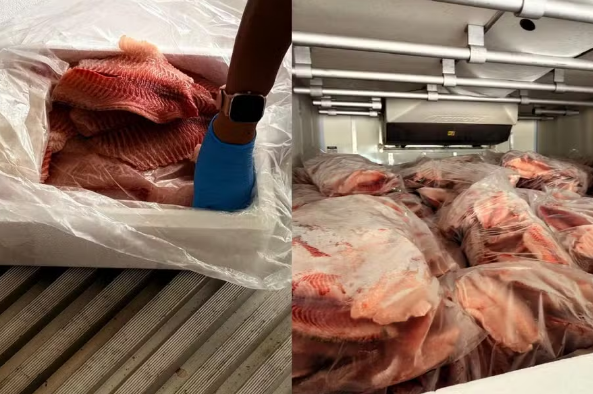 Cinco toneladas de tilápia sem origem comprovada são apreendidas em Campo Grande