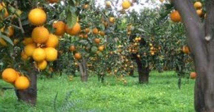 laranja