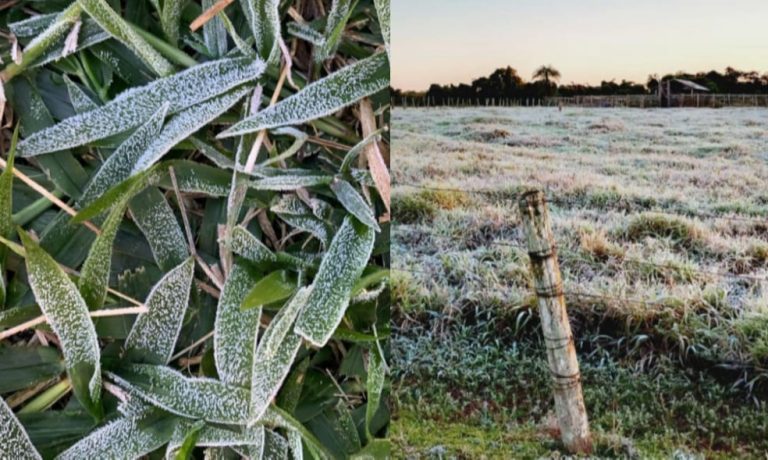 Campos congelados: cidades têm geada na madrugada e temperaturas perto de 0ºC em MS
