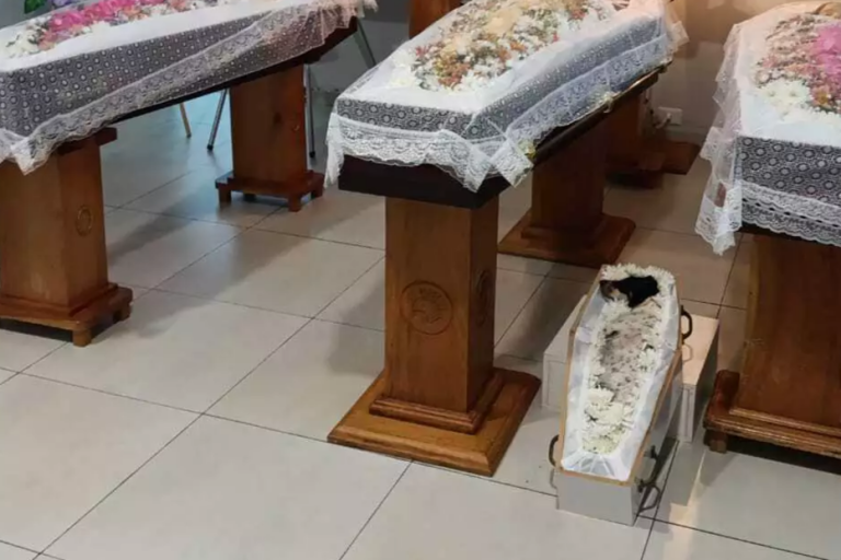 Pai e filhas são velados lado a lado com cachorrinha após acidente na rodovia